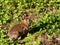 Wild brown European rabbit in nature. Nervously watching me. Oryctolagus cuniculus. Aka coney.