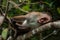 Wild brown furred macaque monkey lies on a tree branch with open mouth showing her teeth, roaring and snarling