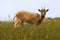 Wild brown goat on Scottish island