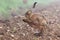 Wild brown hare with eyes closed, having a morning wash 0124