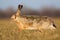 Wild brown hare running on green meadow in springtime at sunset