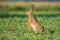 Wild brown hare sitting in a soy field
