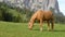 Wild brown horse eating grass in the meadow mountain landscape