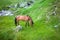 Wild brown horse feeding on Fagaras mountain