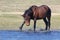 Wild brown horse play at water