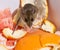 A wild brown house mouse eating orange peels.