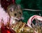 A wild brown house mouse sitting on a pile of Christmas decorations.