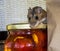 A wild brown house mouse on top of a jar of stuffed peppers in a kitchen cabinet.