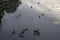 Wild brown mallard dabbling female ducks in a flock of ten swimming on a pond water surface with Nymphae plants around