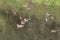 Wild brown mallard dabbling female ducks in large flock of twelve swimming on a pond water surface