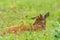 Wild brown muntjac lying on meadow