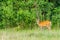 Wild brown muntjac walking on meado