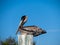 Wild brown Pelican sitting on a wooden pole