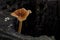 A wild brown poisonous mushroom with water drops after rainfall