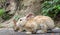 Wild brown rabbits at Okunoshima island