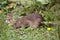 Wild Brown Rat