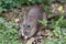 Wild Brown Rat