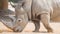 Wild brown rhinoceros