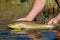 Wild brown trout caught and released on the Owyhee River, Oregon