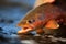 Wild Brown Trout Portrait