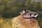 Wild brown waterfowl duck sitting on a stone.