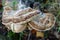 Wild Brown Woodland Mushrooms