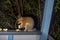 Wild brushtail possum being fed on porch in the suburbs