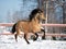 Wild buckskin Lusitano in winter