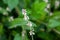 Wild buckwheat, Fallopia convolvulus