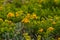 Wild buckwheat flower, or sulphur flower, in bloom on the beach, Eriogonum umbellatum