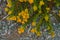 Wild buckwheat flower, or sulphur flower, in bloom on the beach, Eriogonum umbellatum