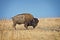 Wild buffalo on Antelope island, Great Salt Lake, Utah USA