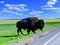 Wild Buffalo Badlands National Park