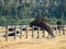 Wild Buffalo, Bison, Jumping Fence