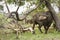 Wild buffalo in the bush, Kruger national park, SOUTH AFRICA