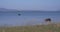 Wild buffalo and elephant escape from the heat in the lake in Udawalawe National Park