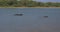 Wild buffalo and elephant escape from the heat in the lake in Udawalawe National Park