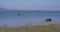 Wild buffalo and elephant escape from the heat in the lake in Udawalawe National Park