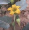 Wild Buffalo Gourd in Utah Desert