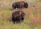 Wild Buffalo on the Grasslands of Custer State Park