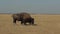 Wild Buffalo Grazes In Field