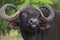 Wild buffalo in Masai Mara, Kenya