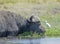 Wild buffalo in the  Okavango  delta