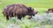 Wild buffalo shedding winter coat at Yellowstone National Park