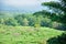 Wild buffalo in tropical Rainforest landscape of Huai Kha Khaeng