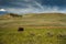 Wild buffalo in Wyoming