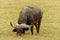 Wild buffaloes grazing