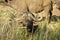 Wild buffalos, african savannah, Kruger, South Africa