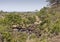 Wild buffalos, african savannah, Kruger, South Africa