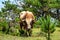 Wild bull along the road to San Andres de Teixido, A Coruna Province, Galicia, Spain